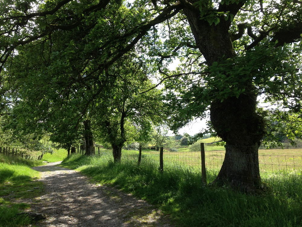 The Dales Way near Windermere