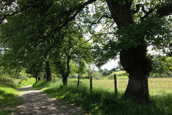 The Dales Way near Windermere