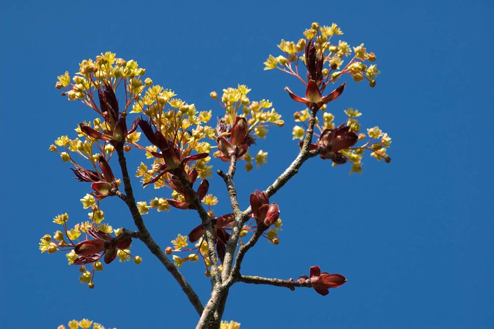 spring tree blossom